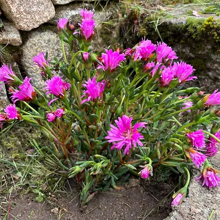 Gredos Maria Justina (adults Only) Hotel Navacepeda de Tormes