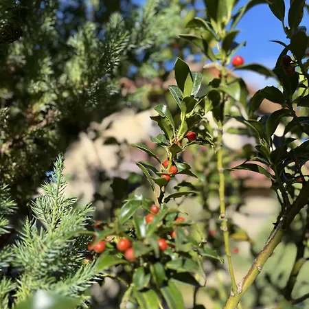 Gredos Maria Justina (adults Only) Navacepeda de Tormes