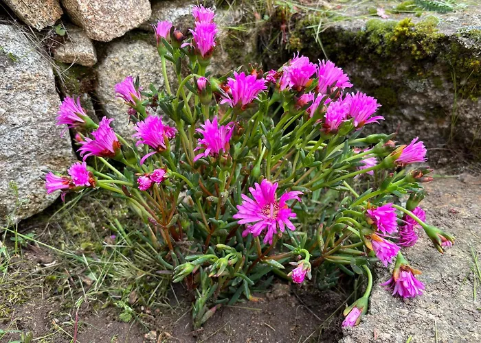 Gredos Maria Justina (adults Only) Szálloda Navacepeda de Tormes