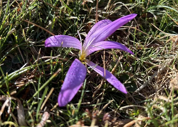 Gredos Maria Justina (adults Only) 4* Navacepeda de Tormes